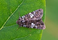 Kystnellikfly (Hadena albimacula)