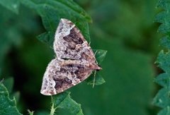 The Phoenix (Eulithis prunata)