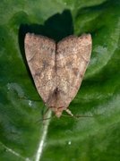 The Dun-bar (Cosmia trapezina)