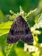 Rødt pyramidefly (Amphipyra pyramidea)