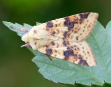 The Sallow (Xanthia icteritia)