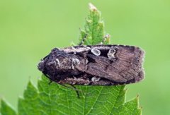 Square-spot Dart (Euxoa obelisca)
