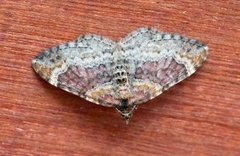 Red Twin-spot Carpet (Xanthorhoe spadicearia)