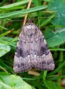 Rødt pyramidefly (Amphipyra pyramidea)