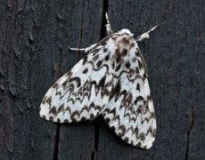 Black Arches (Lymantria monacha)
