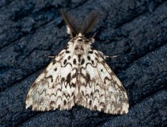 Black Arches (Lymantria monacha)