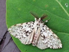 Black Arches (Lymantria monacha)