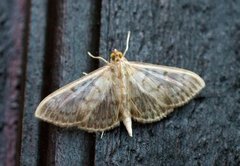 Mother of Pearl (Patania ruralis)