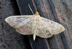 Mother of Pearl (Patania ruralis)
