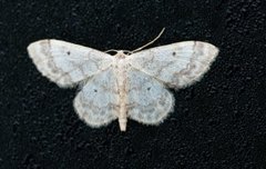 Randengmåler (Idaea biselata)