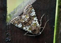 Cameo (Crypsedra gemmea)