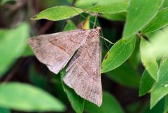 Neslenebbfly (Hypena proboscidalis)