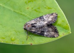 Praktengfly (Apamea scolopacina)