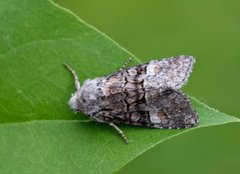 Rotstrekvierfly (Brachylomia viminalis)