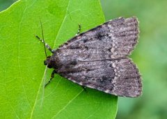 Copper Underwing (Amphipyra pyramidea)