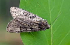 Grønt skogfly (Anaplectoides prasina)