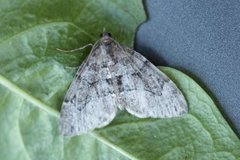 Chestnut-coloured Carpet (Thera cognata)