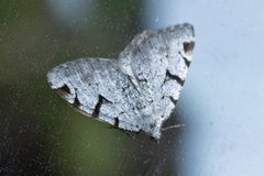 The V-Moth (Macaria wauaria)