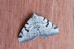 The V-Moth (Macaria wauaria)