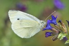 Liten kålsommerfugl (Pieris rapae)