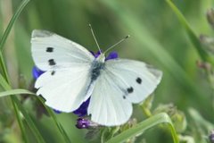 Liten kålsommerfugl (Pieris rapae)