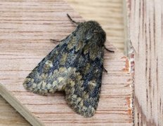 Brindled Ochre (Dasypolia templi)