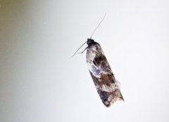 Marmorflatvikler (Acleris variegana)