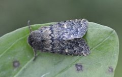 Brindled Ochre (Dasypolia templi)