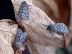 Brindled Ochre (Dasypolia templi)