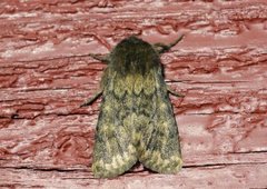Brindled Ochre (Dasypolia templi)