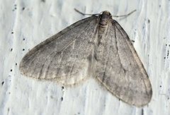 Northern Winter Moth (Operophtera fagata)