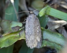 Agonopterix ciliella/heracliana