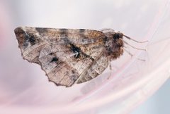 Early Thorn (Selenia dentaria)