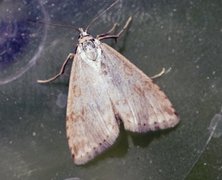 Bregneengmott (Udea decrepitalis)