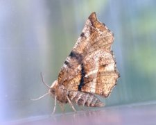 Early Thorn (Selenia dentaria)