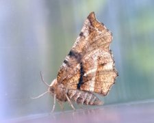 Blek månemåler (Selenia dentaria)