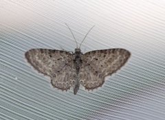 Engdvergmåler (Eupithecia satyrata)