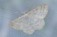 Smoky Wave (Scopula ternata)