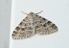 Welsh Wave (Venusia cambrica)