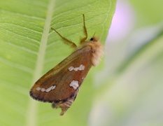Dvergroteter (Phymatopus hecta)