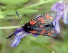 Six-spot Burnet (Zygaena filipendulae)
