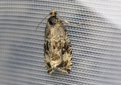 Common Marble (Celypha lacunana)