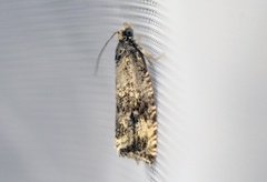 Common Marble (Celypha lacunana)