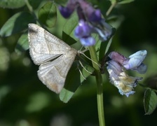 Snout (Hypena proboscidalis)