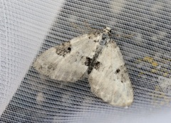 Pretty Pinion (Perizoma blandiata)