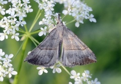 Neslenebbfly (Hypena proboscidalis)