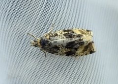 Common Marble (Celypha lacunana)
