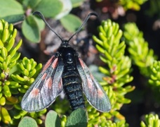 Fjellbloddråpesvermer (Zygaena exulans)