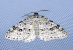 Welsh Wave (Venusia cambrica)