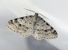 Welsh Wave (Venusia cambrica)